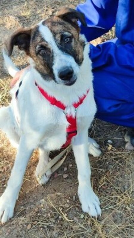 Adopter Dany