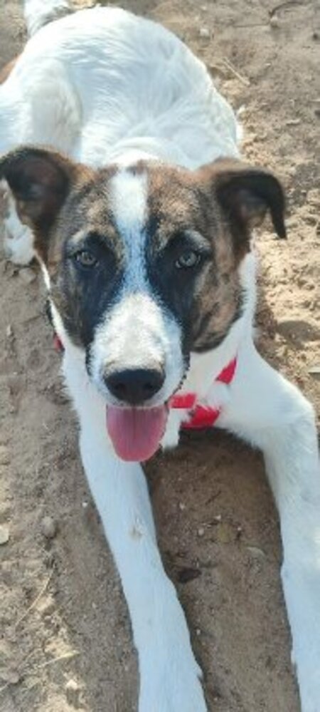 Adopter Dany