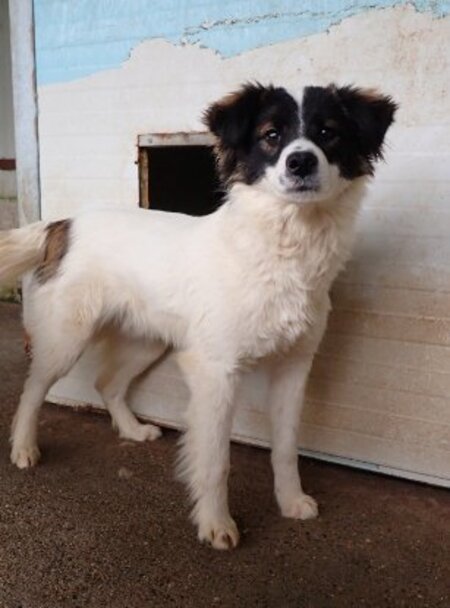 Adopter Darell