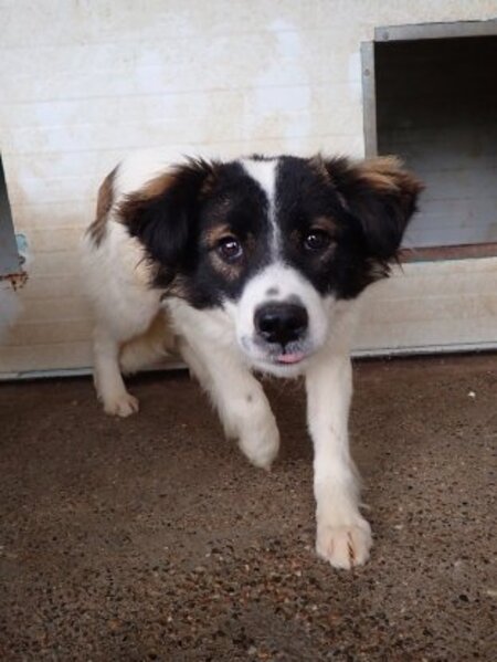 Adopter Darell