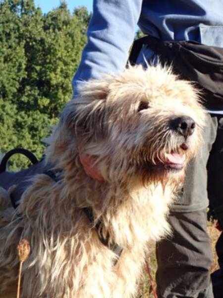 Adopter Darren