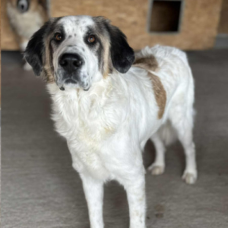 Adopter Dash