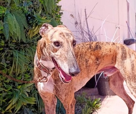 Adopter Dayro