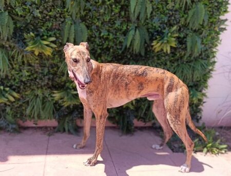 Adopter Dayro