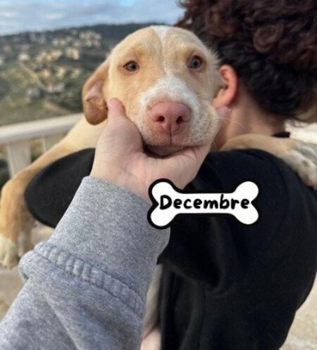 Adopter Decembre