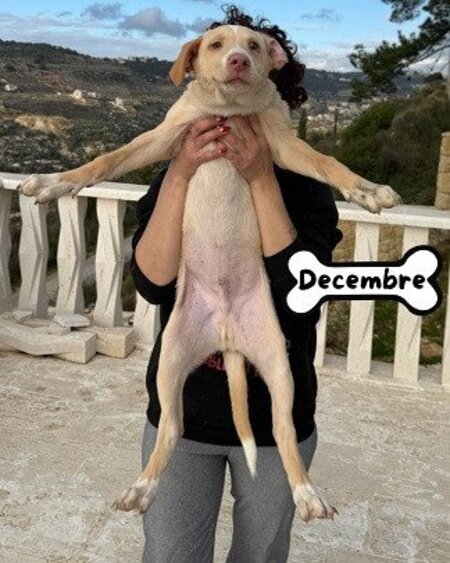 Adopter Decembre