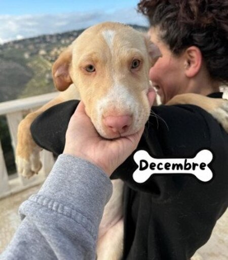 Adopter Decembre
