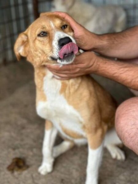 Adopter Délia