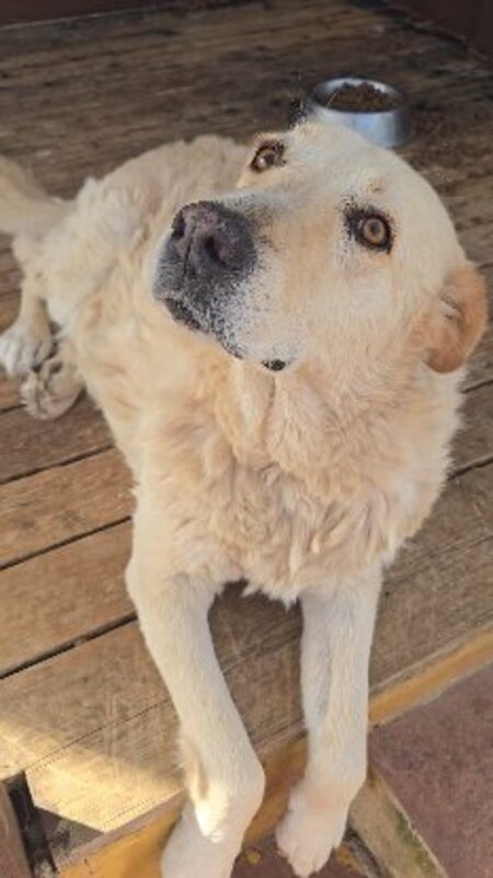 Adopter Delice