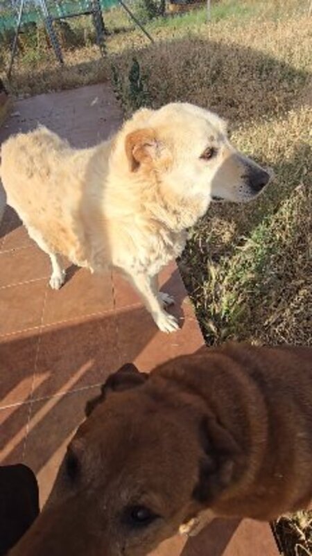 Adopter Delice