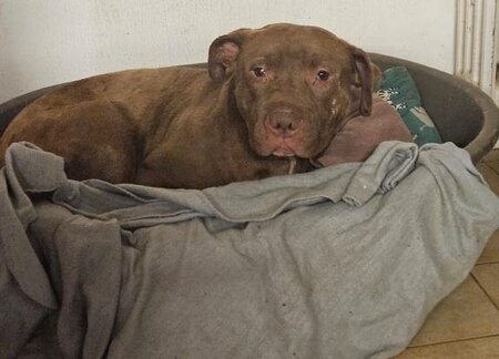 Adopter Denver