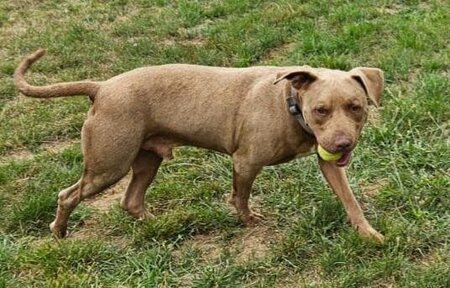 Adopter Denver