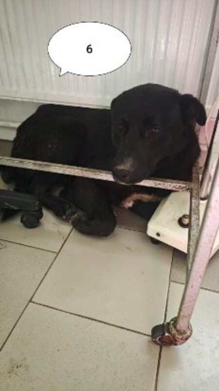 Adopter Derek