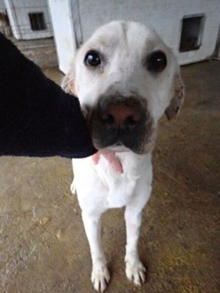 Adopter Derry