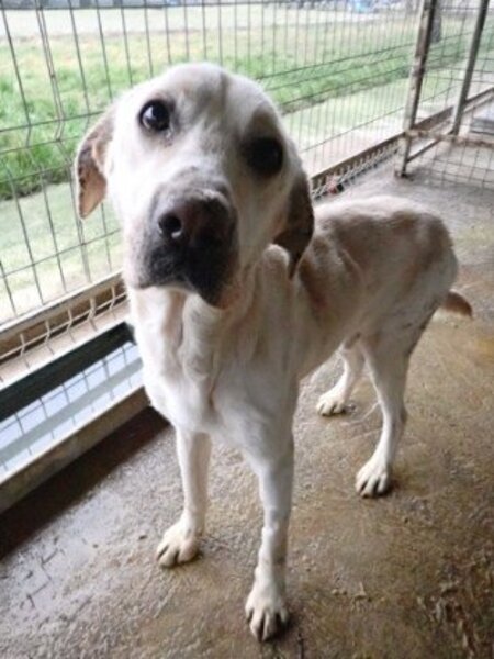 Adopter Derry