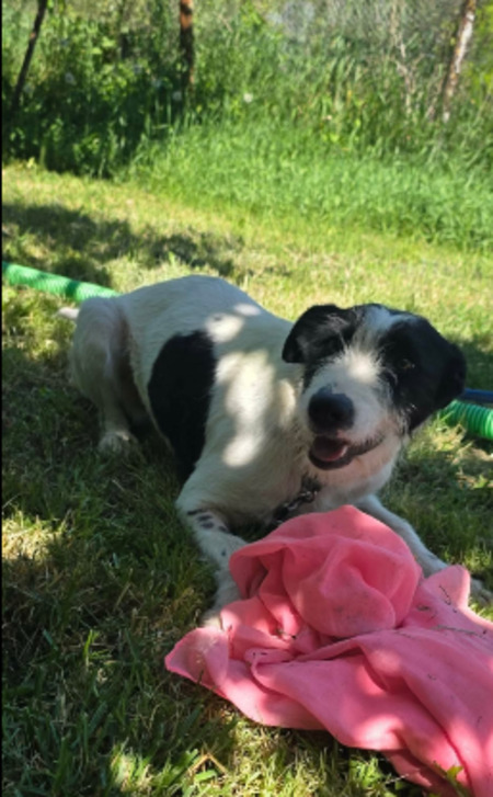 Adopter Désirée