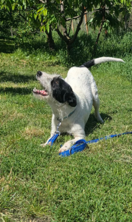 Adopter Désirée