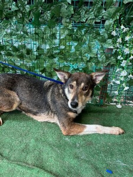 Adopter Destiny