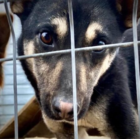 Adopter Diana