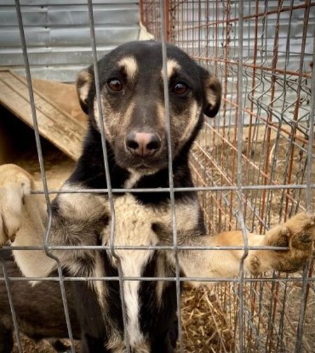 Adopter Diana