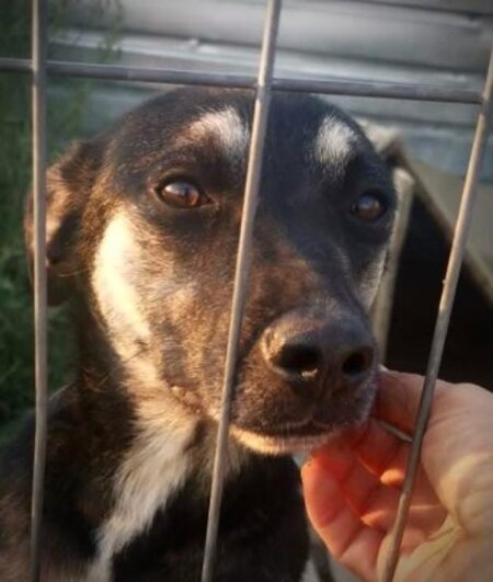 Adopter Diana