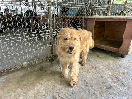 Adopter Dieter