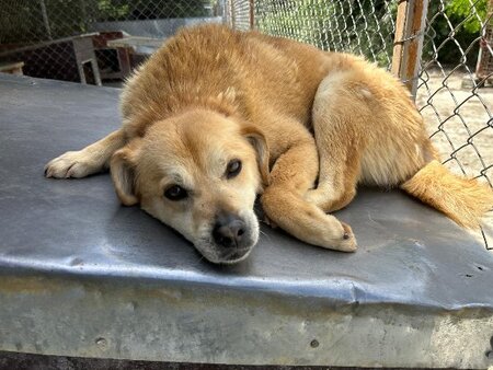 Adopter Dingo