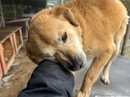 Adopter Dingo