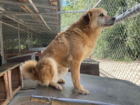 Adopter Dingo