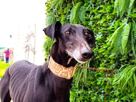 Adopter Dinus