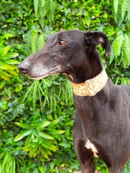 Adopter Dinus