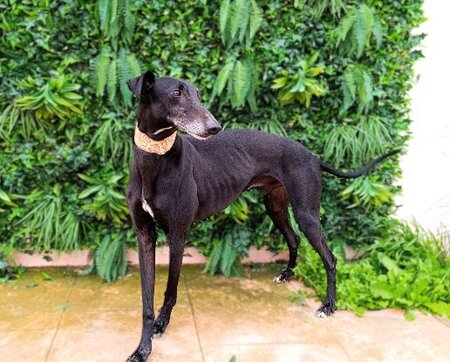 Adopter Dinus