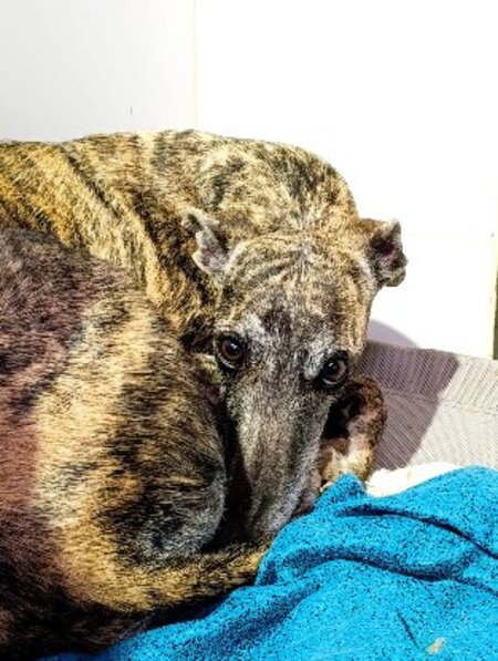 Adopter Diora