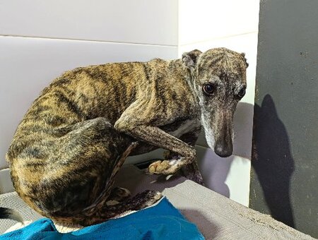 Adopter Diora