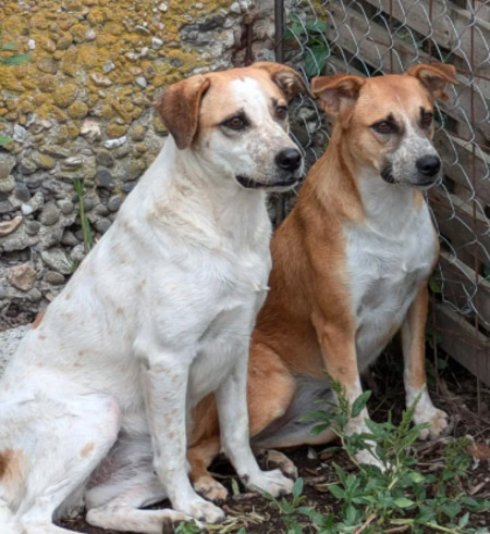 Adopter Diva