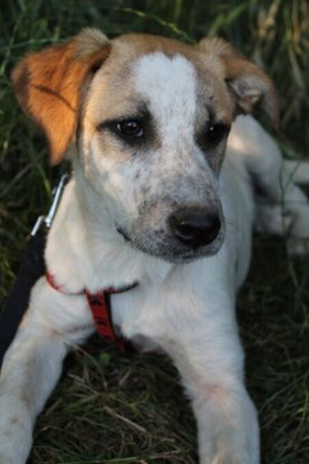 Adopter Diva