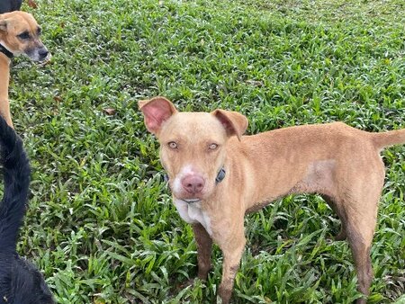 Adopter Dixie