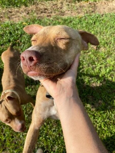 Adopter Dixie