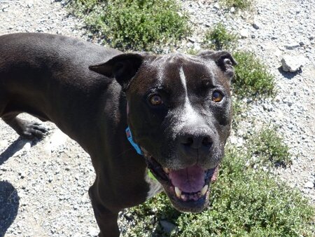 Adopter Django