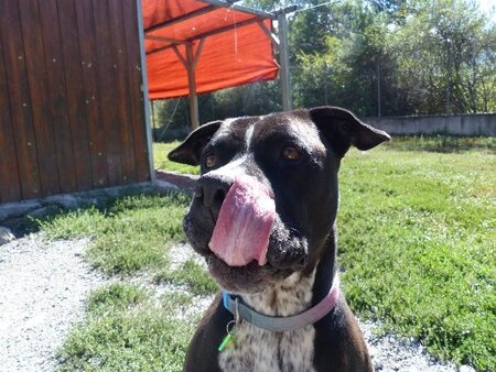 Adopter Django