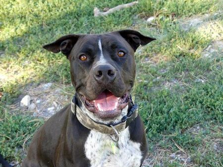 Adopter Django