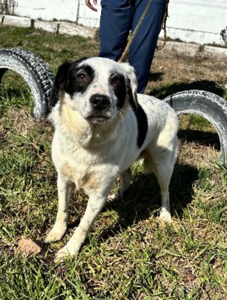 Adopter Domino