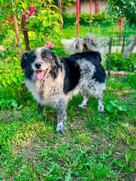 Adopter Domino