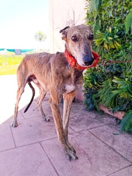 Adopter Donny