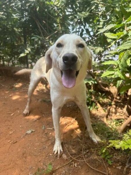 Adopter Dooley