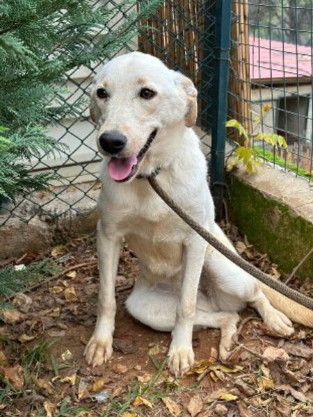 Adopter Dooley