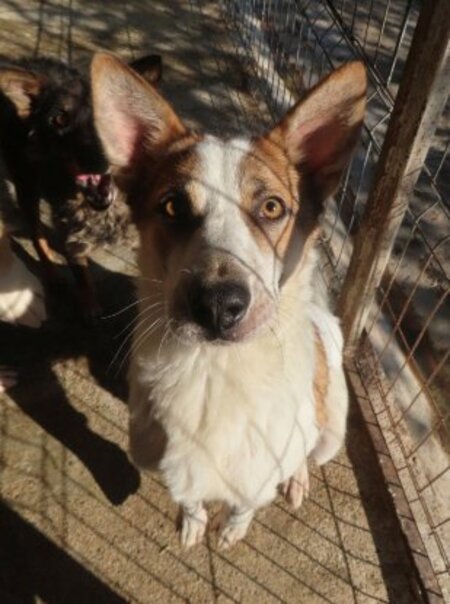 Adopter Doreen