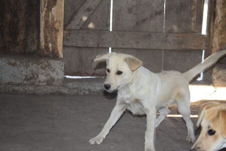 Adopter Doto