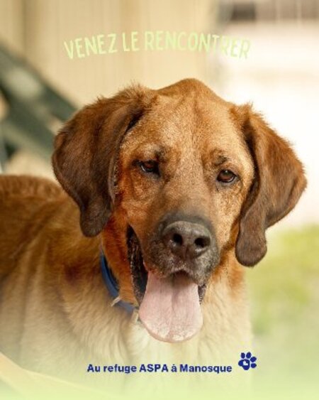 Adopter Doudou