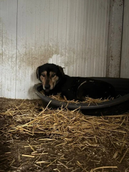 Adopter Doudou